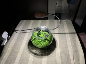 丸い鉢で作成